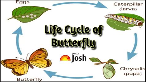first form of butterfly figgerits|The butterfly life cycle! .